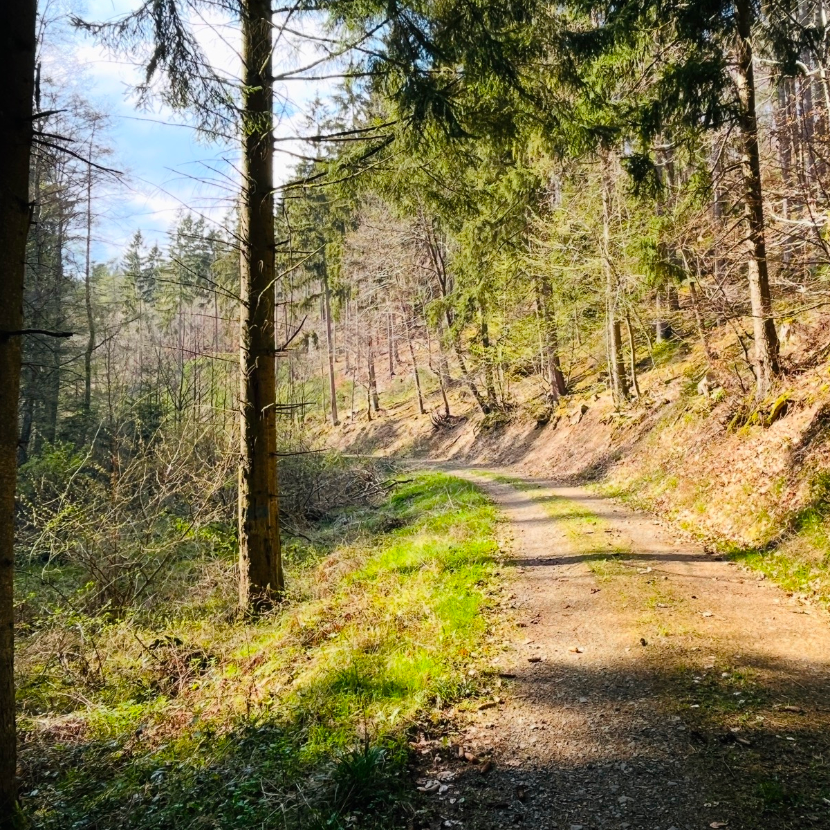 Waldweg in Weiersbach